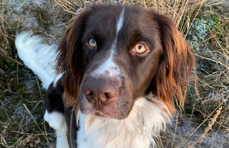 Eetkamer met houten tafel in Vakantiehuisje in IJhorst, Noordwest Overijssel, Overijssel.