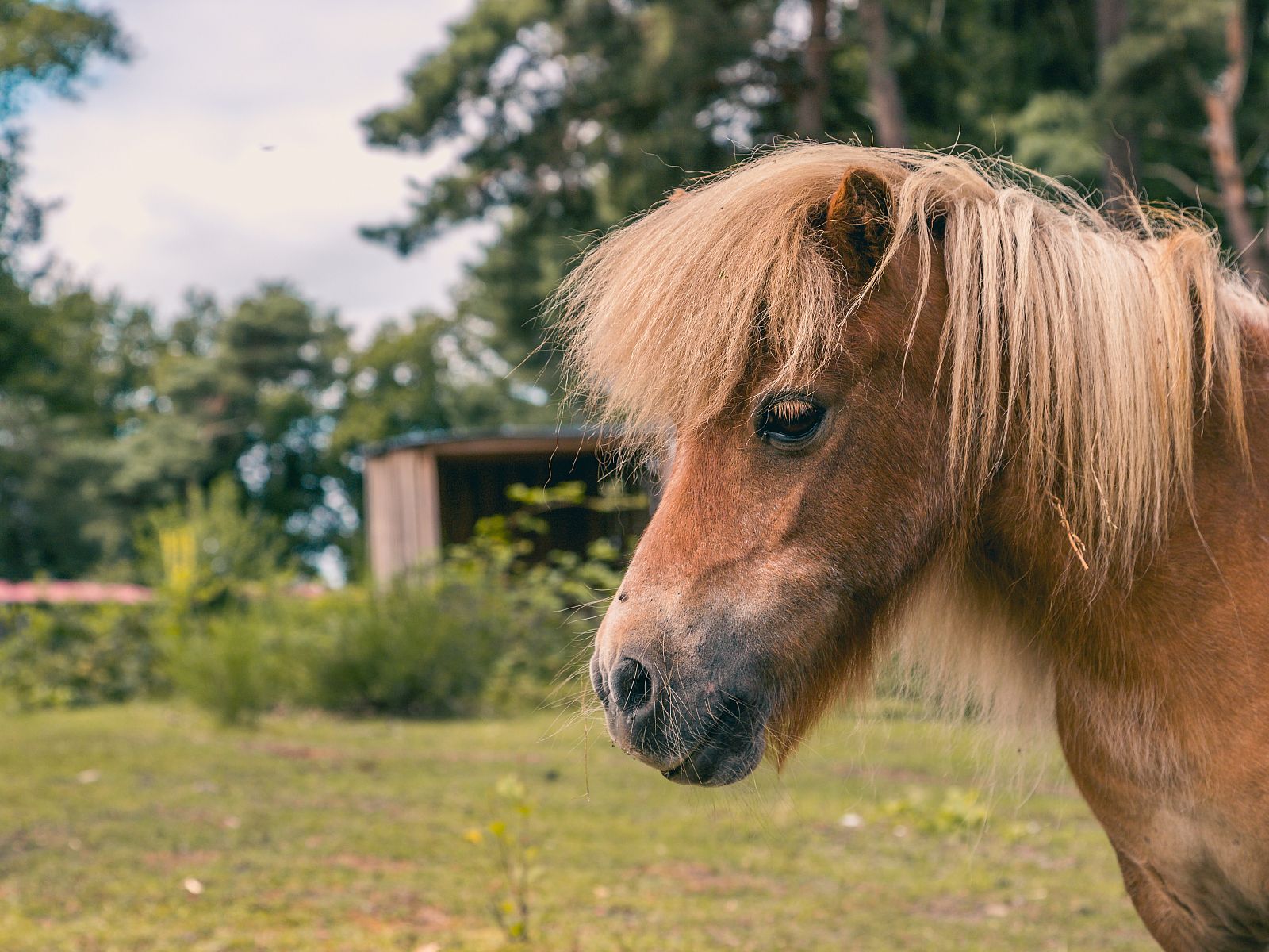 Verblijf 551484 - Vakantiewoning Noordwest Overijssel - EuroParcs Reestervallei