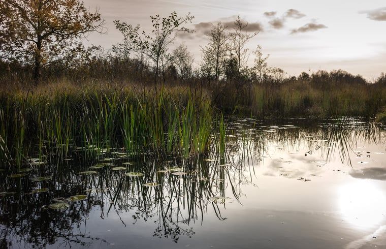 Rustgevend uitzicht op rietland bij Vakantiehuis in Kalenberg, Noordwest Overijssel, Overijssel.