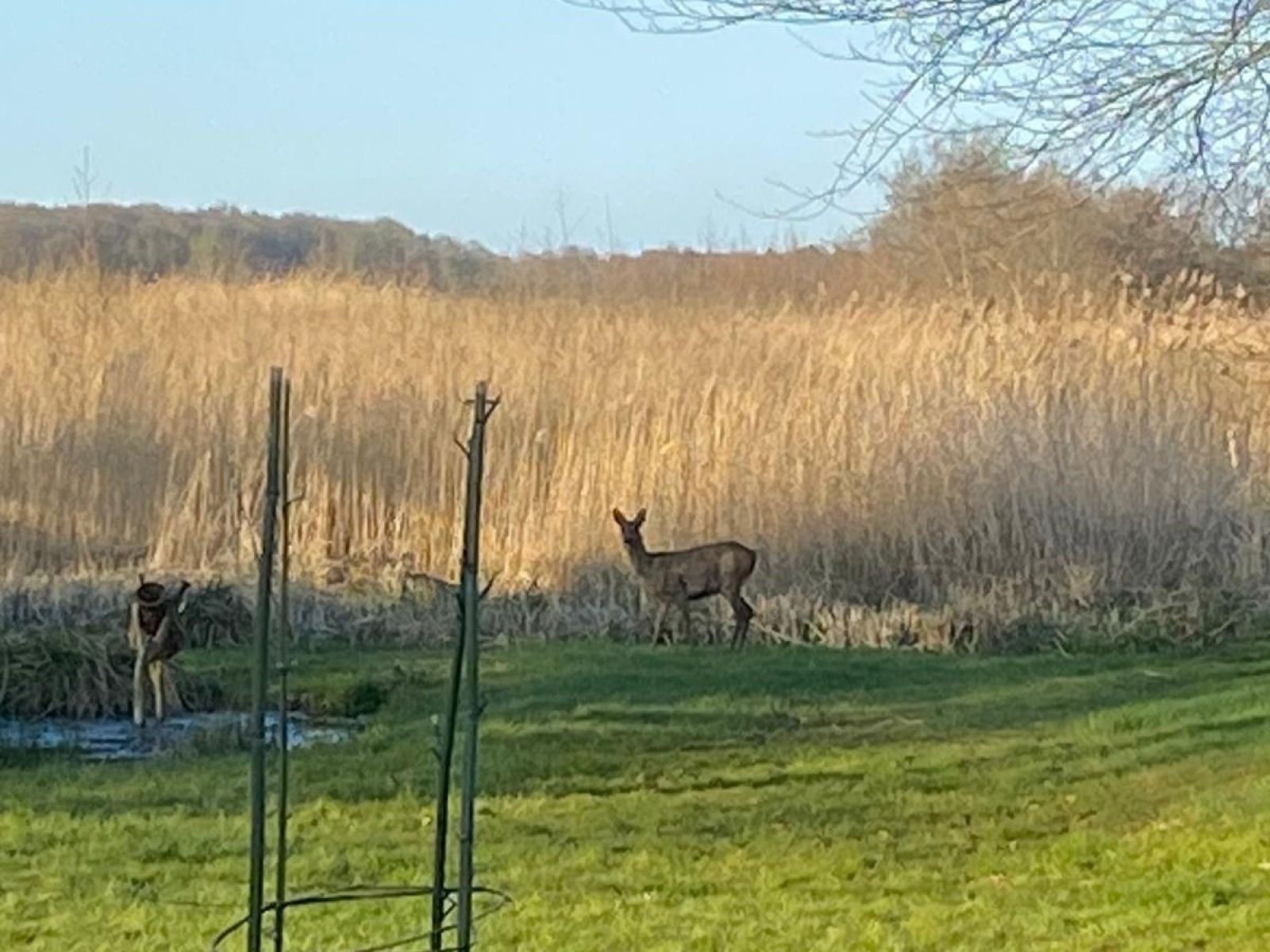 Verblijf 551619 - Vakantiewoning Noordwest Overijssel - OV816