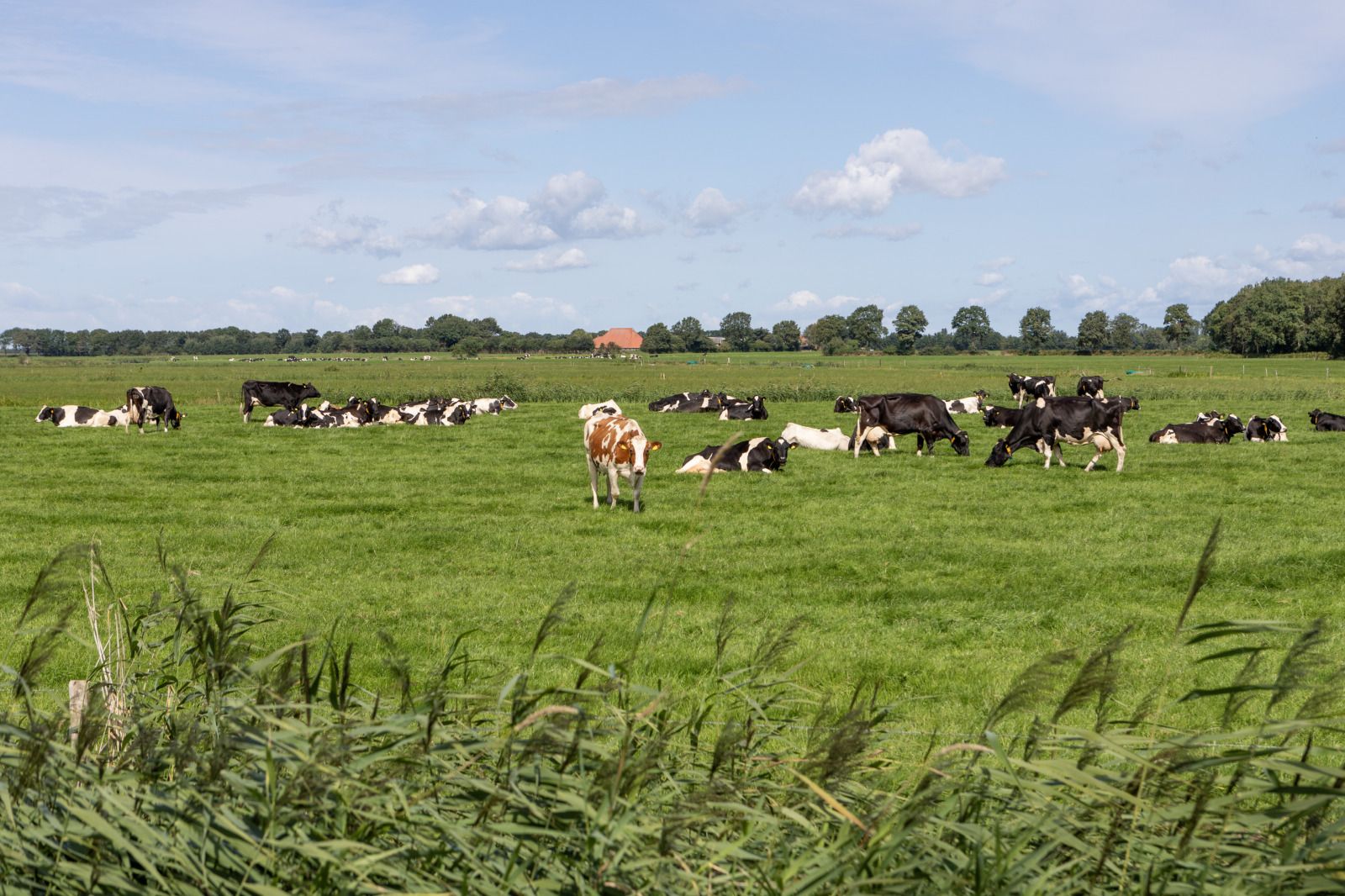 Unterkunft 551907 - Ferienhaus Noordwest Overijssel - OV735