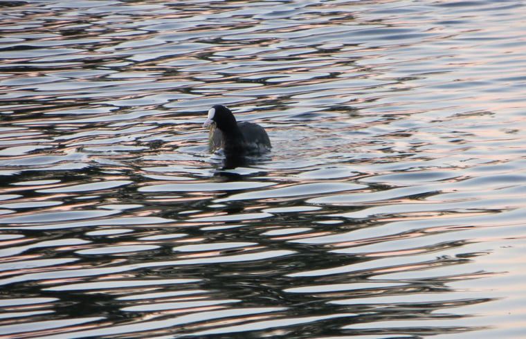 Eend op het water bij Huisje in IJsselmuiden, natuurschoon in Noordwest Overijssel.