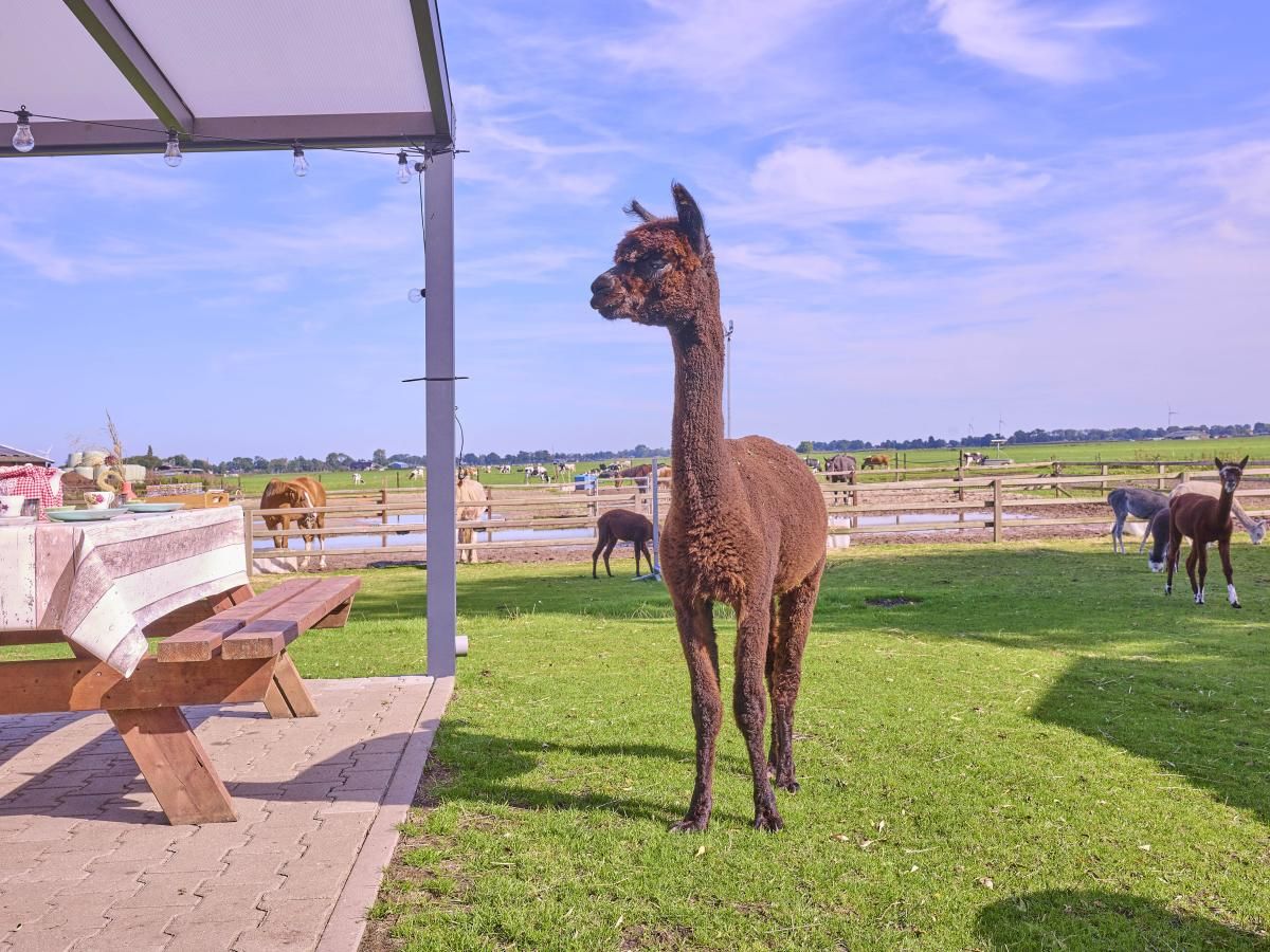 Geniet van de natuur bij Alpa Casa in Rouveen, Overijssel met alpaca's op het grasveld.