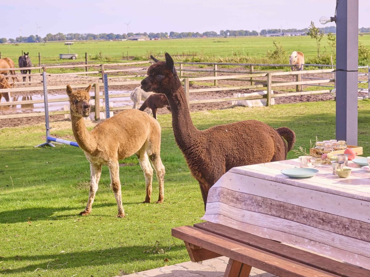 Alpaca's bij Alpa Casa vakantiehuis, Rouveen, Overijssel met picknicktafel op het terras.