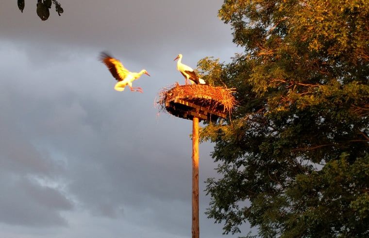 Verblijf 553101 - Vakantiewoning Noordwest Overijssel - Vakantiehuis in Hamingen