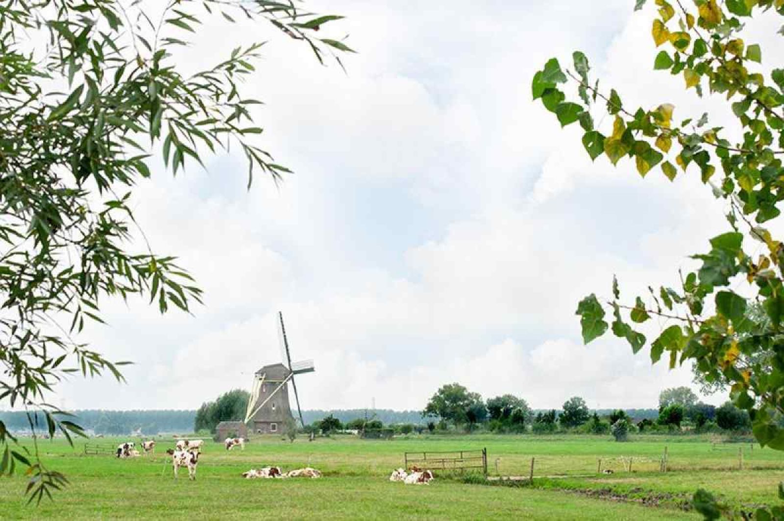 Wiese mit Kuehen und Muehle bei UT020 Ferienhaus in Vreeland, Utrecht