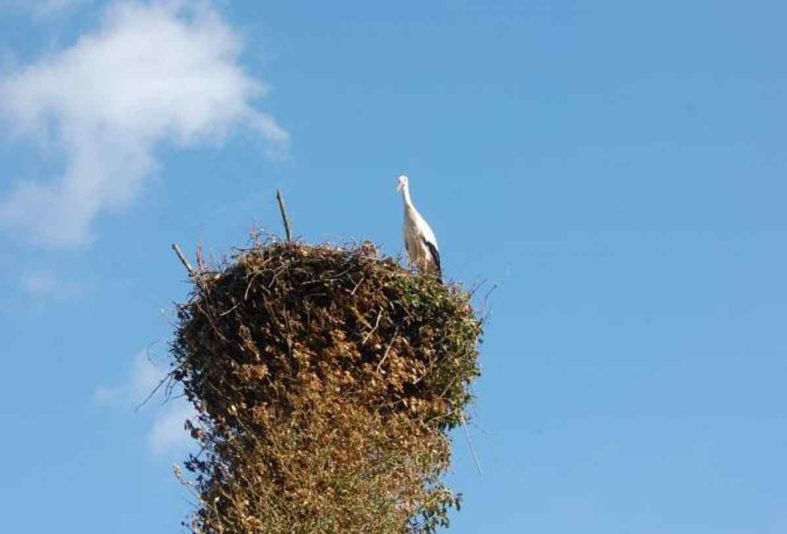 Winterstimmung im Ferienhaus UT020 in Vreeland, Utrecht mit Raureif an den Baeumen