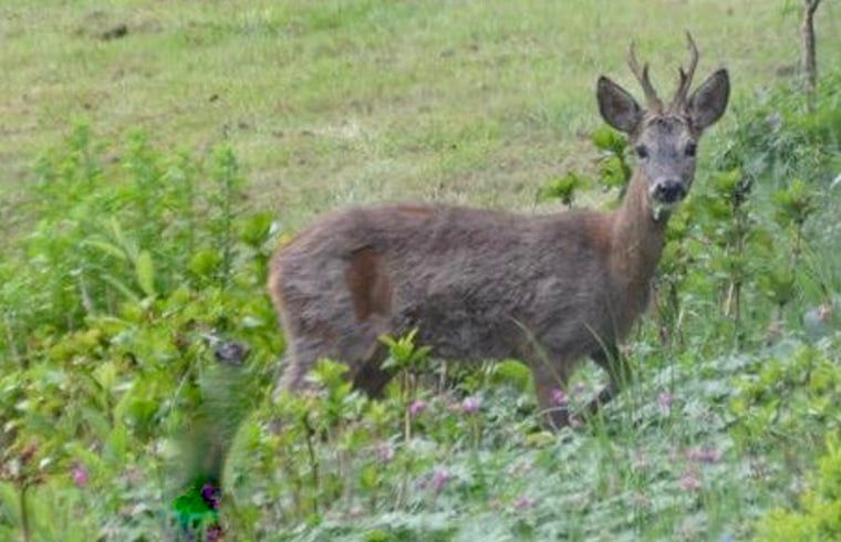 Guest house 570804 - Holiday property Utrechtse Heuvelrug - Huisje in Den Dolder