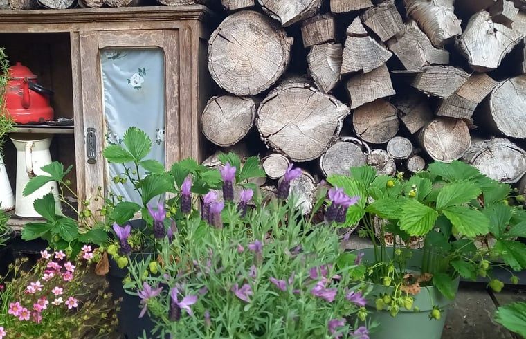 Unterkunft 570902 - Ferienhaus Utrechtse Heuvelrug - Vakantiehuisje in Driebergen-Rijsenburg