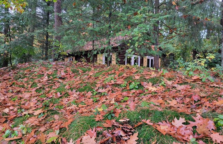 Cottage in Maarn, a cozy vacation home on the Utrechtse Heuvelrug, surrounded by autumn leaves and serene nature in Maarn, Utrecht.