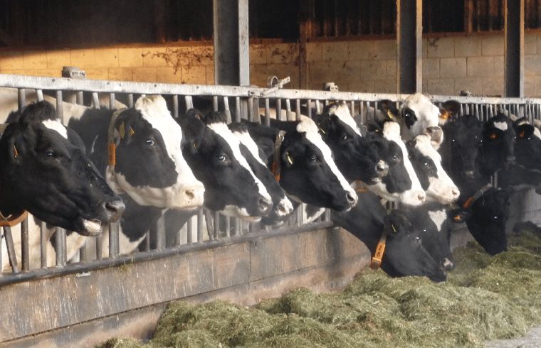 Unterkunft 571907 - Ferienhaus Utrechtse Heuvelrug - Huisje in Achterveld