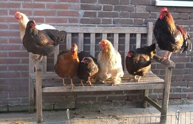 Unterkunft 571907 - Ferienhaus Utrechtse Heuvelrug - Huisje in Achterveld