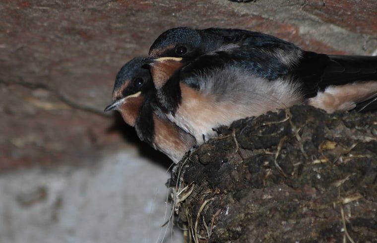 Unterkunft 571907 - Ferienhaus Utrechtse Heuvelrug - Huisje in Achterveld