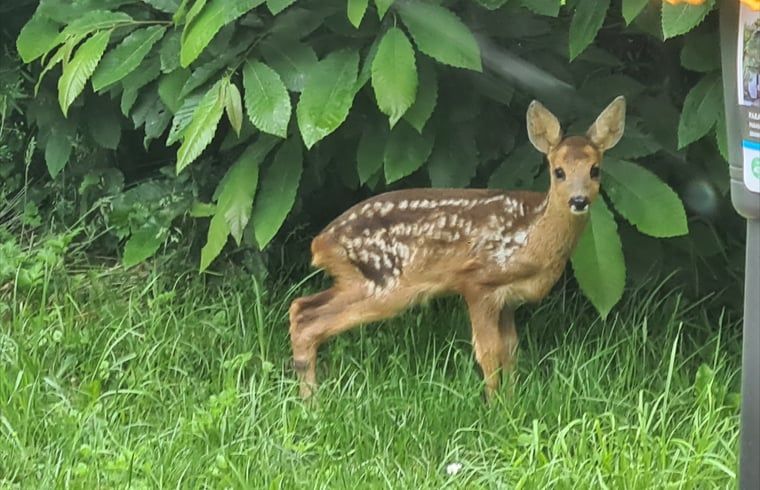 Unterkunft 572002 - Ferienhaus Utrechtse Heuvelrug - Vakantiehuisje in Langbroek