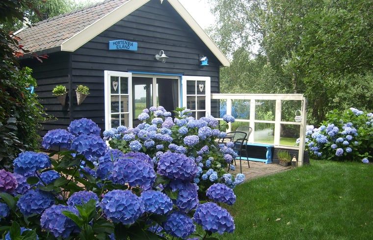 Cottage in Zegveld, vacation home with colorful hydrangeas in Zegveld, Utrecht. Enjoy nature and tranquility in this charming accommodation.