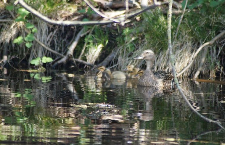 Ducks in the pond at Huisje in Zegveld, vacation home in Zegveld, Utrecht. Discover local wildlife in the peaceful surroundings.