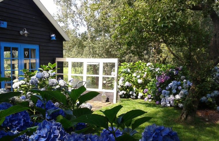 Ueppige Hortensien im Huisje in Zegveld, einem ruhigen Ferienort in Zegveld, Utrecht eo, Utrecht.