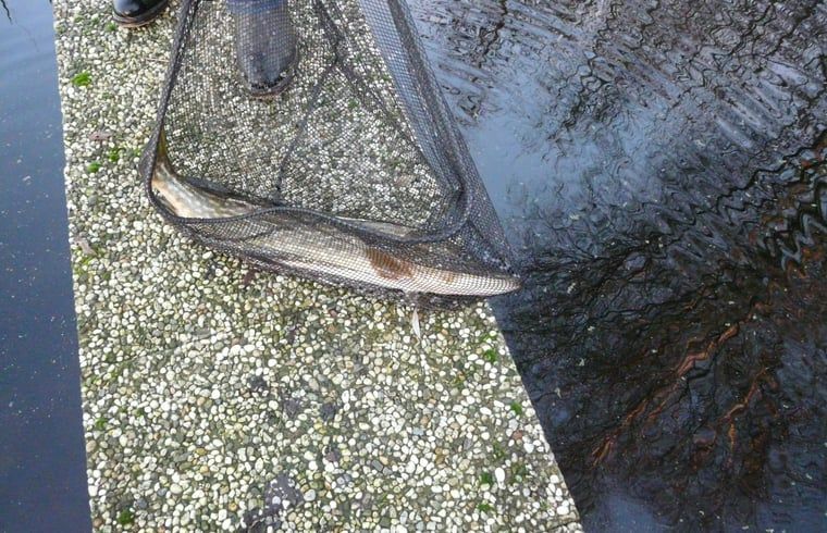 Angeln im Teich bei Huisje in Zegveld, ein abenteuerlicher Urlaub in Zegveld, Utrecht eo, Utrecht.