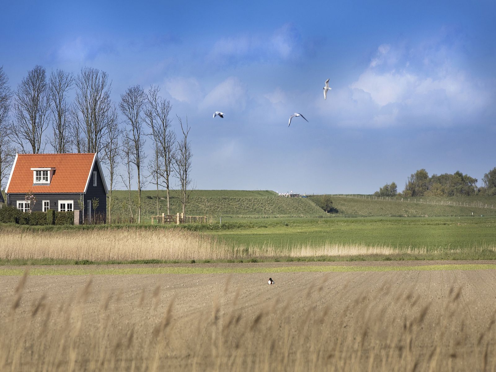 Unterkunft 590162 - Ferienhaus Noord-Beveland - Groeneweg 4
