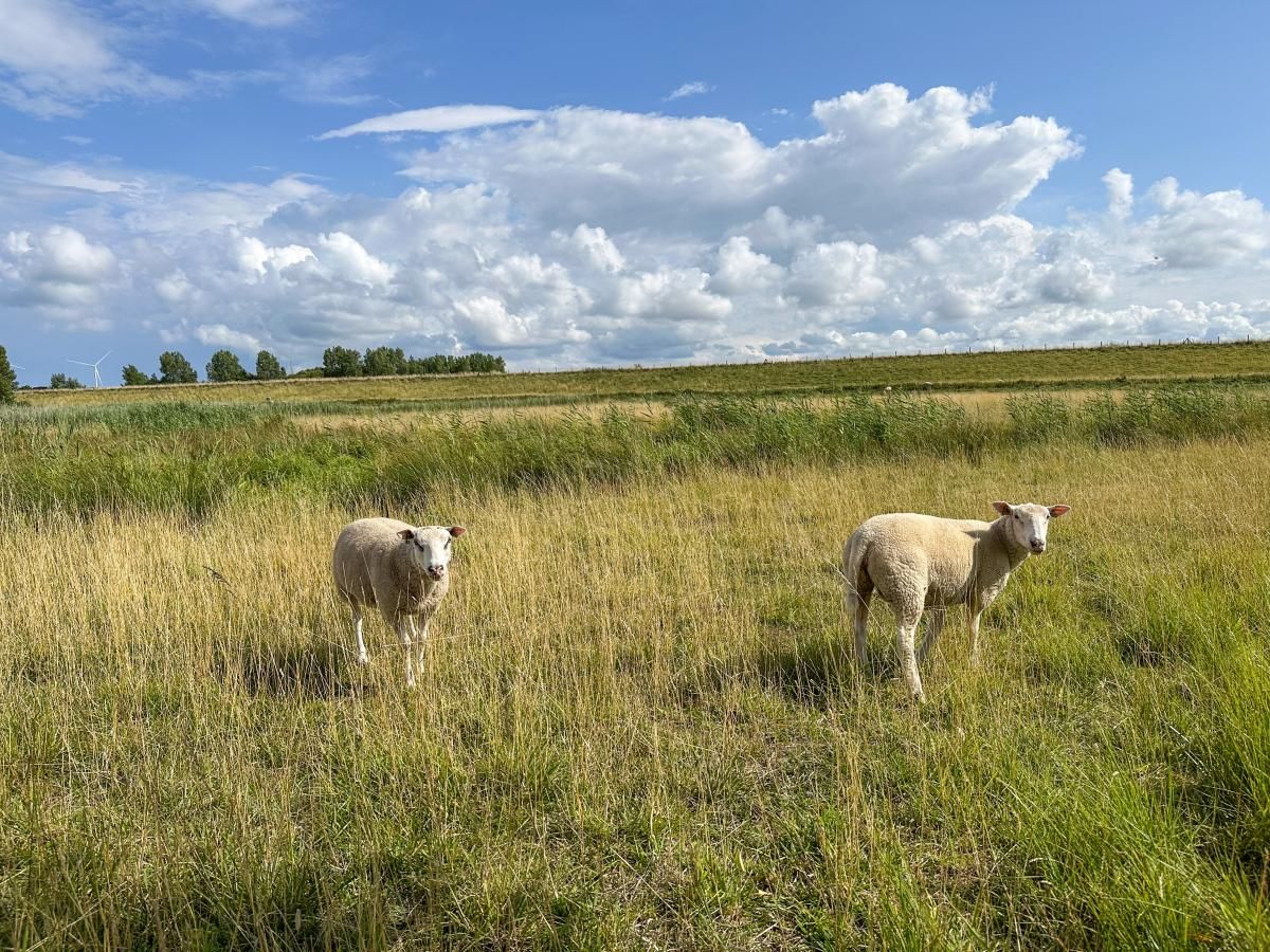 Schapen in het landschap rond Coast Calm 71 vakantiehuis, Noord-Beveland.