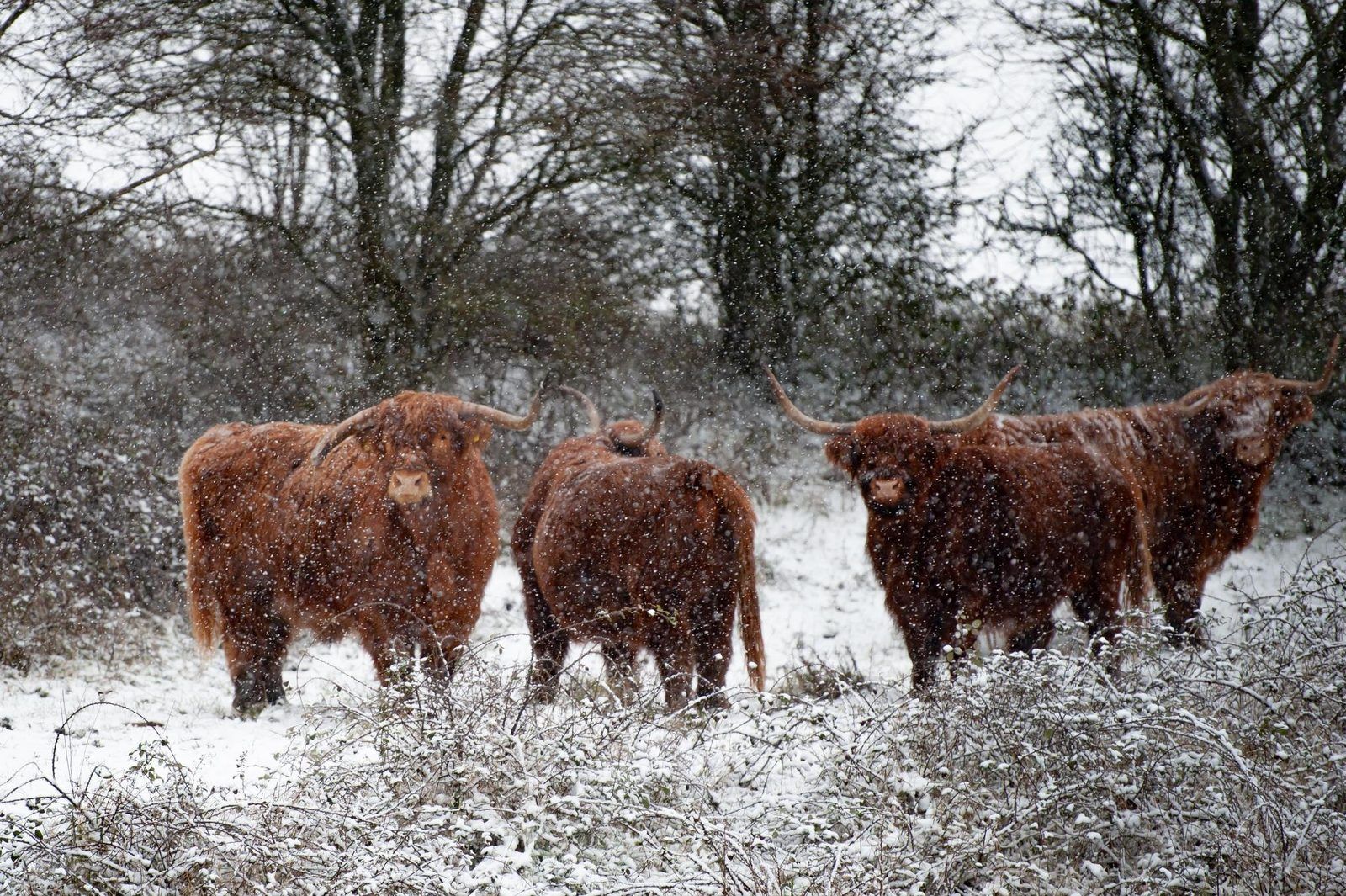 Schotse hooglanders in de omgeving van Duinvallei 29 | De Groote Duynen, Kamperland. Natuurlijke omgeving in Noord-Beveland, Zeeland.