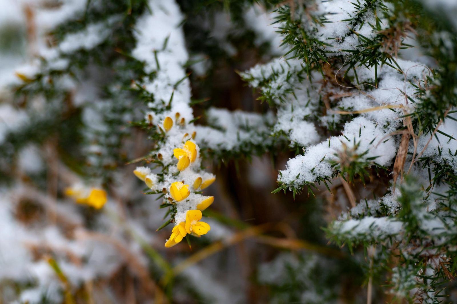 Winterbloemen in de natuur bij Duinvallei 29 | De Groote Duynen, Kamperland. Vakantiehuis in Noord-Beveland, Zeeland.