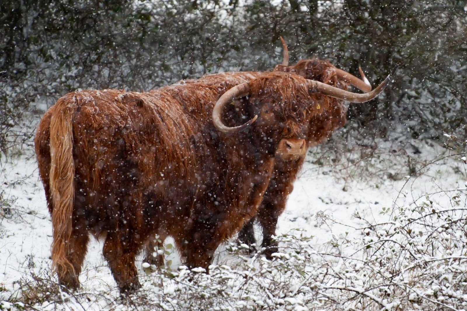 Unterkunft 5903231 - Bungalow Noord-Beveland - Duinvallei 27 | De Groote Duynen