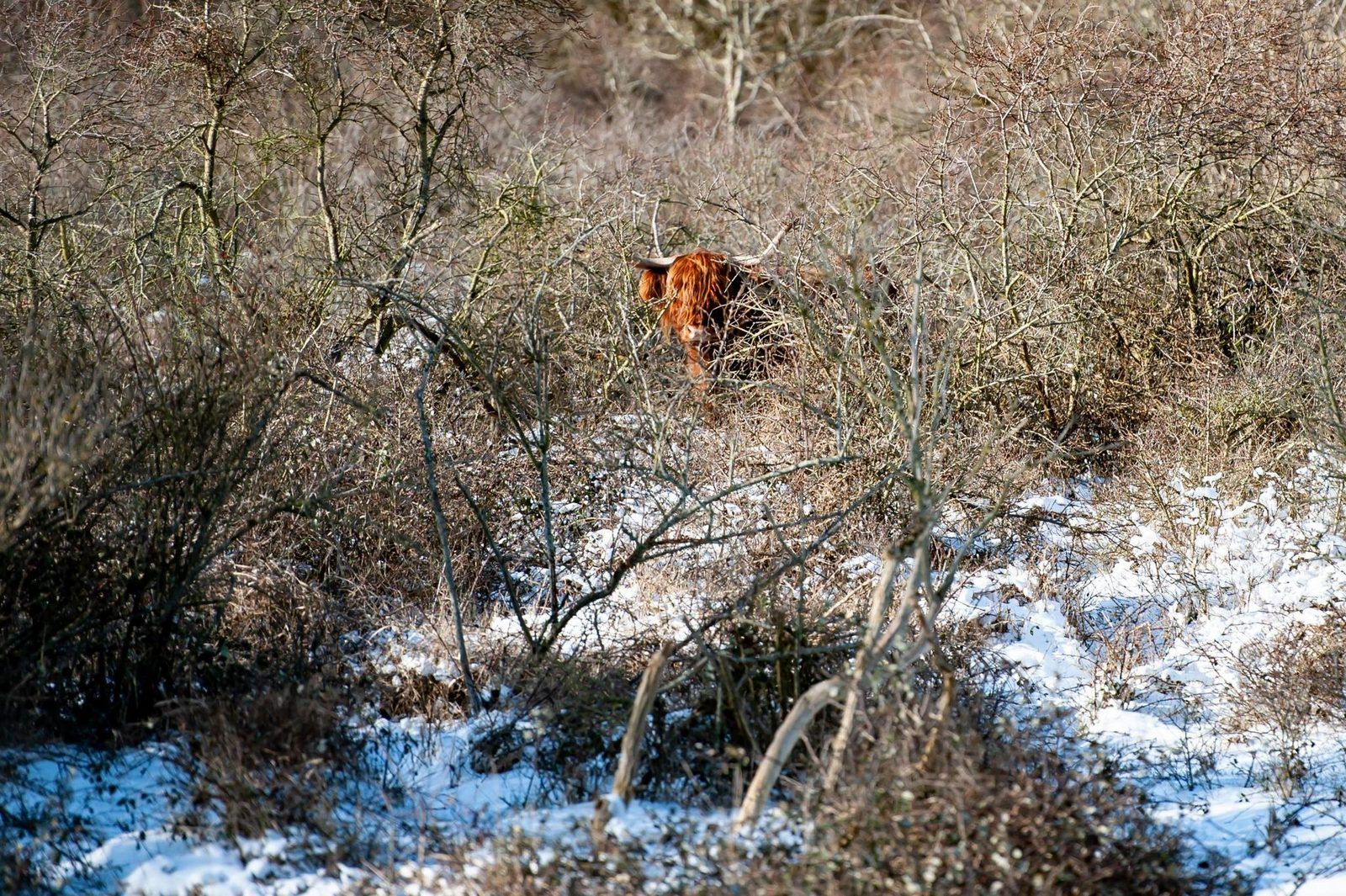 Natuerliche Umgebung um Duinvallei 43, Bungalow in Kamperland, mit schottischem Highlander im Schnee.
