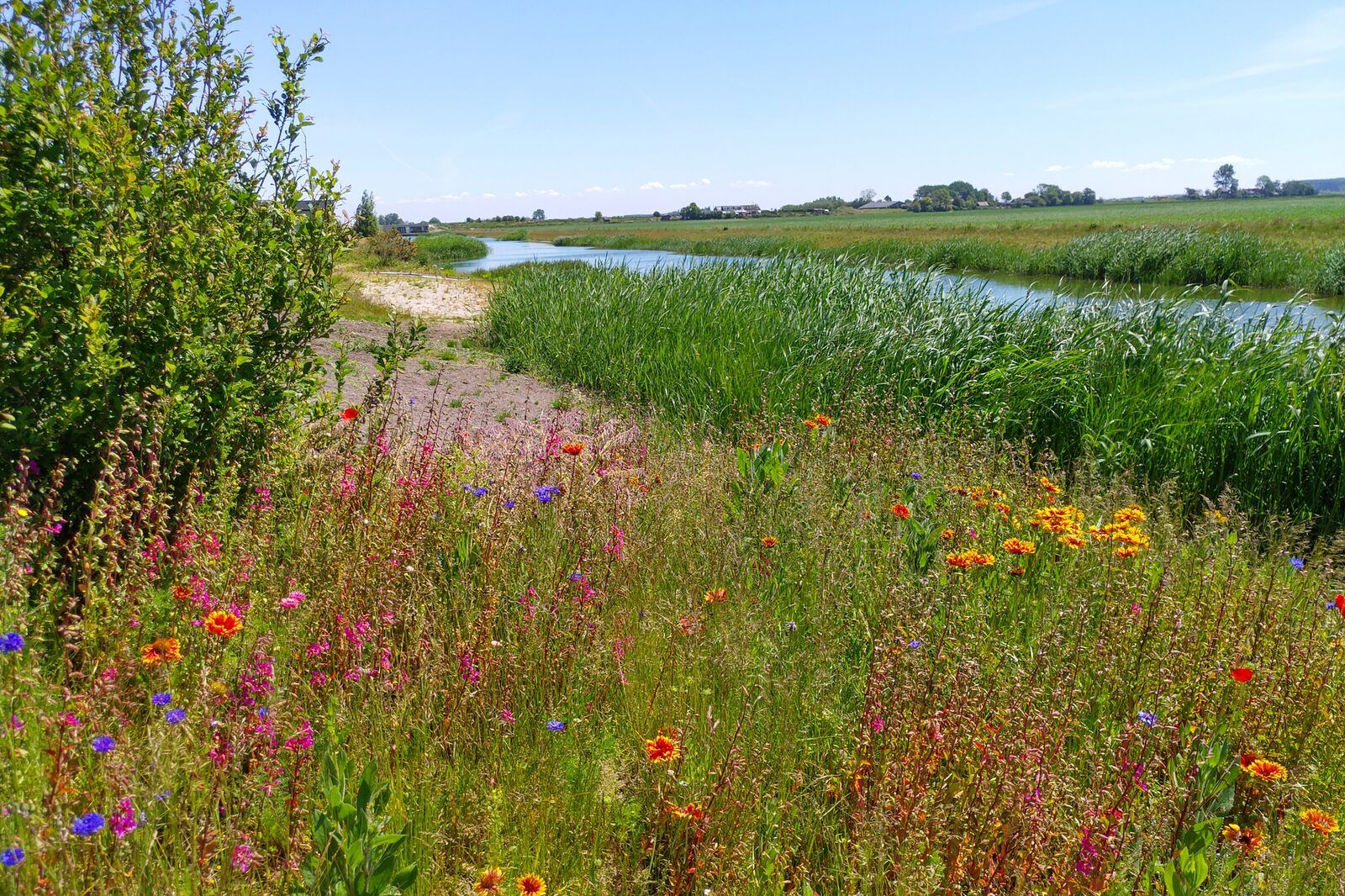 Flower meadow near Waterline 04, De Groote Duynen, Kamperland, Zeeland.
