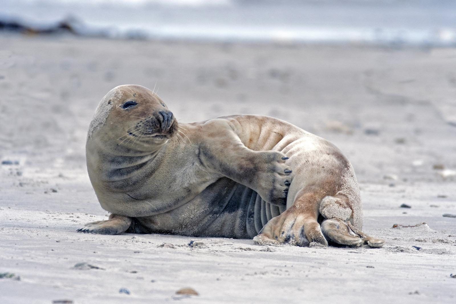 Robbe am Strand bei VZ1178 Ferienhaus in Kamperland, einer natuerlichen Attraktion.
