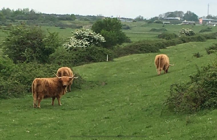 Schottische Hochlandbewohner in der Naehe des Ferienhauses in Kamperland, Nord-Beveland, ein Naturerlebnis.