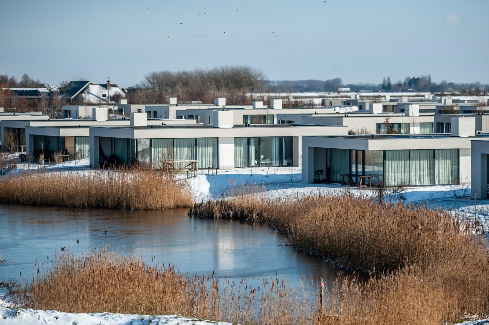 Ducks at snowy bank in Duinvallei 06, vacation home in Kamperland, North Beveland, Zeeland.