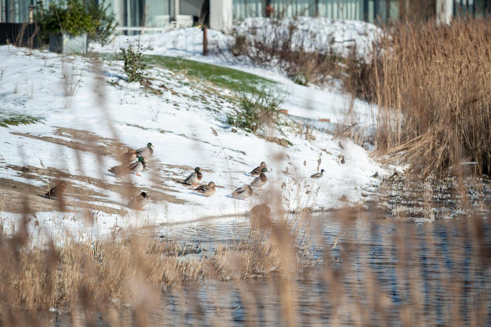 Modern kitchen in Duinvallei 06, vacation home in Kamperland, Noord-Beveland, Zeeland.