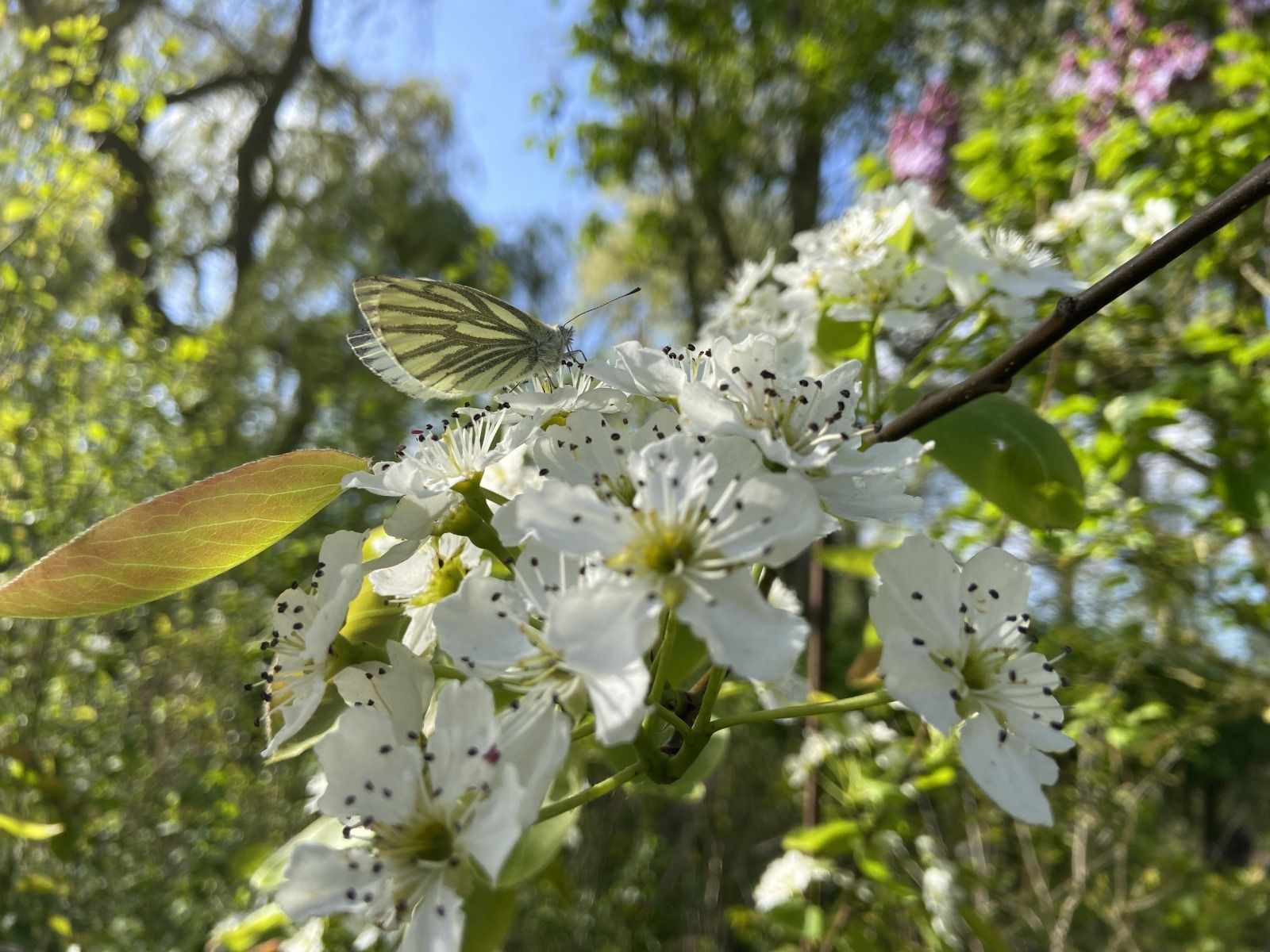 Verblijf 5903521 - Vakantiewoning Noord-Beveland - ZE1735