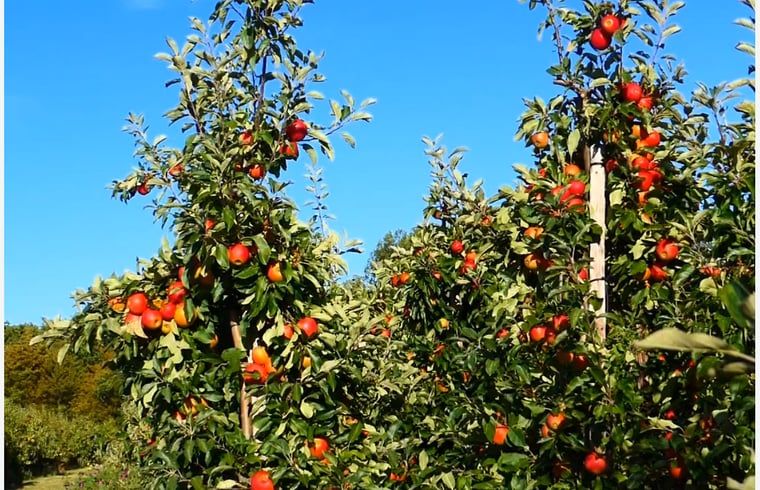 Verblijf 590414 - Vakantiewoning Noord-Beveland - Vakantiehuis in Kortgene