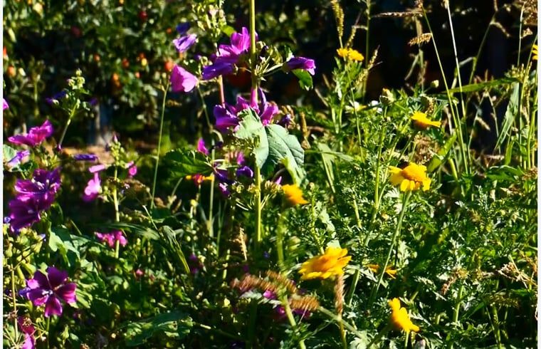 Verblijf 590414 - Vakantiewoning Noord-Beveland - Vakantiehuis in Kortgene