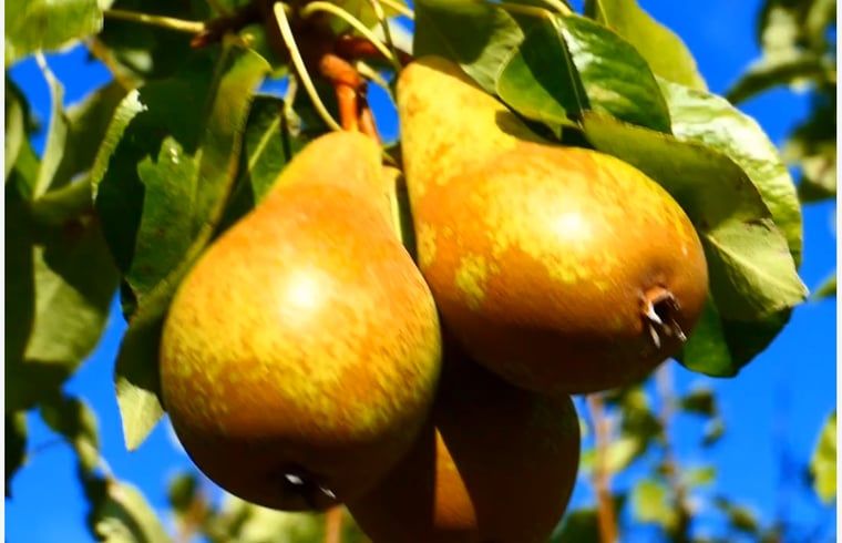 Verblijf 590414 - Vakantiewoning Noord-Beveland - Vakantiehuis in Kortgene