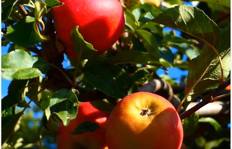 Verblijf 590414 - Vakantiewoning Noord-Beveland - Vakantiehuis in Kortgene