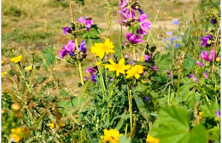 Verblijf 590414 - Vakantiewoning Noord-Beveland - Vakantiehuis in Kortgene