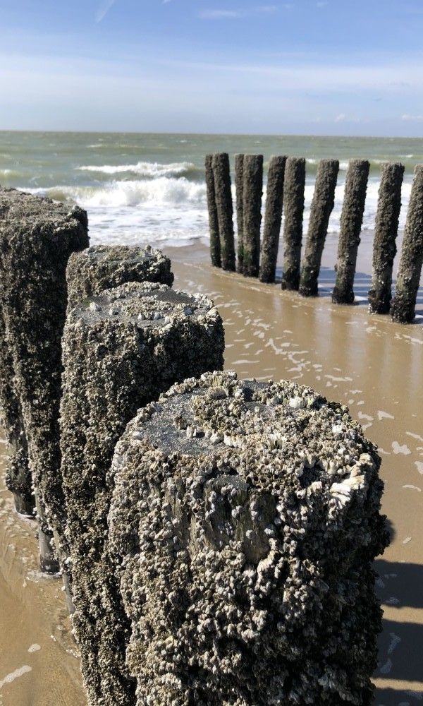 Unterkunft 6001108 - Ferienhaus Schouwen-Duiveland - Villa Village