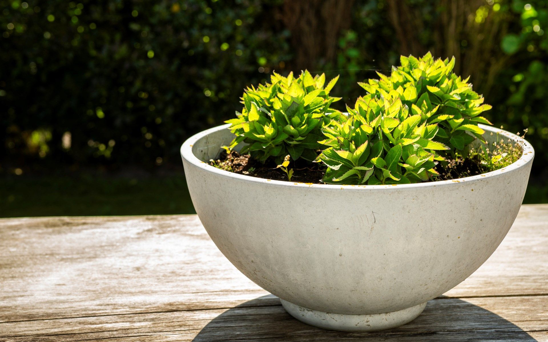 Sfeervolle tuin van Vakantievilla Paardenbos 5 in Burgh-Haamstede, een perfecte plek voor ontspanning in Zeeland.