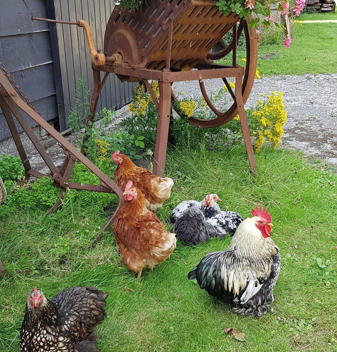 Guest house 6007206 - Holiday property Schouwen-Duiveland - VZ890 Vakantiehuis in Renesse