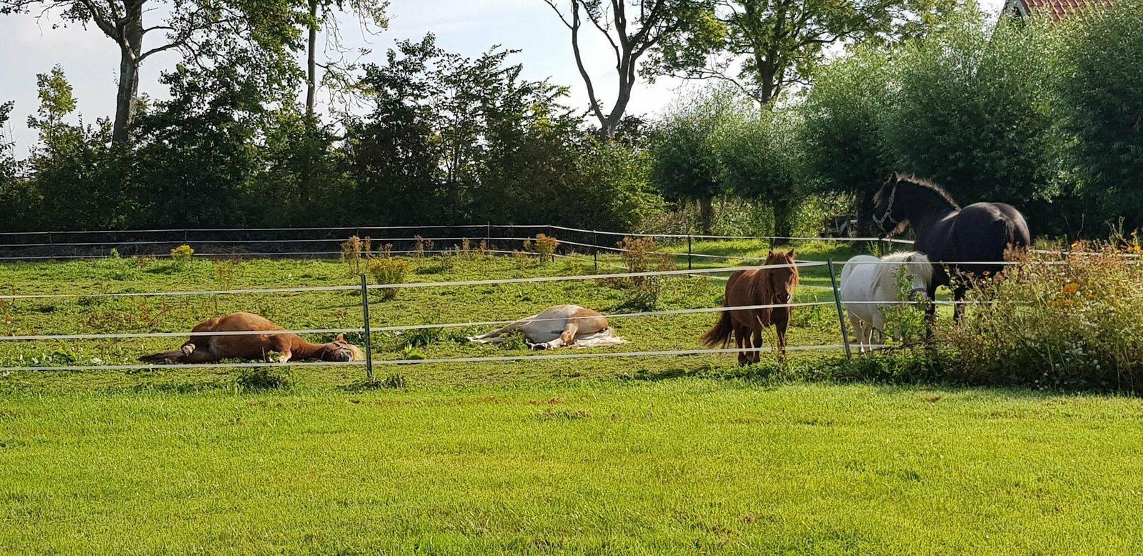 Guest house 6007206 - Holiday property Schouwen-Duiveland - VZ890 Vakantiehuis in Renesse