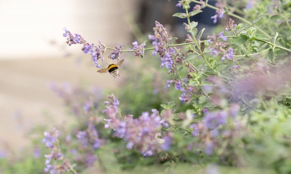 Verseputshofje chalet in Renesse, Zeeland biedt een serene tuinomgeving met bloeiende lavendel en zoemende bijen, ideaal voor natuurliefhebbers.