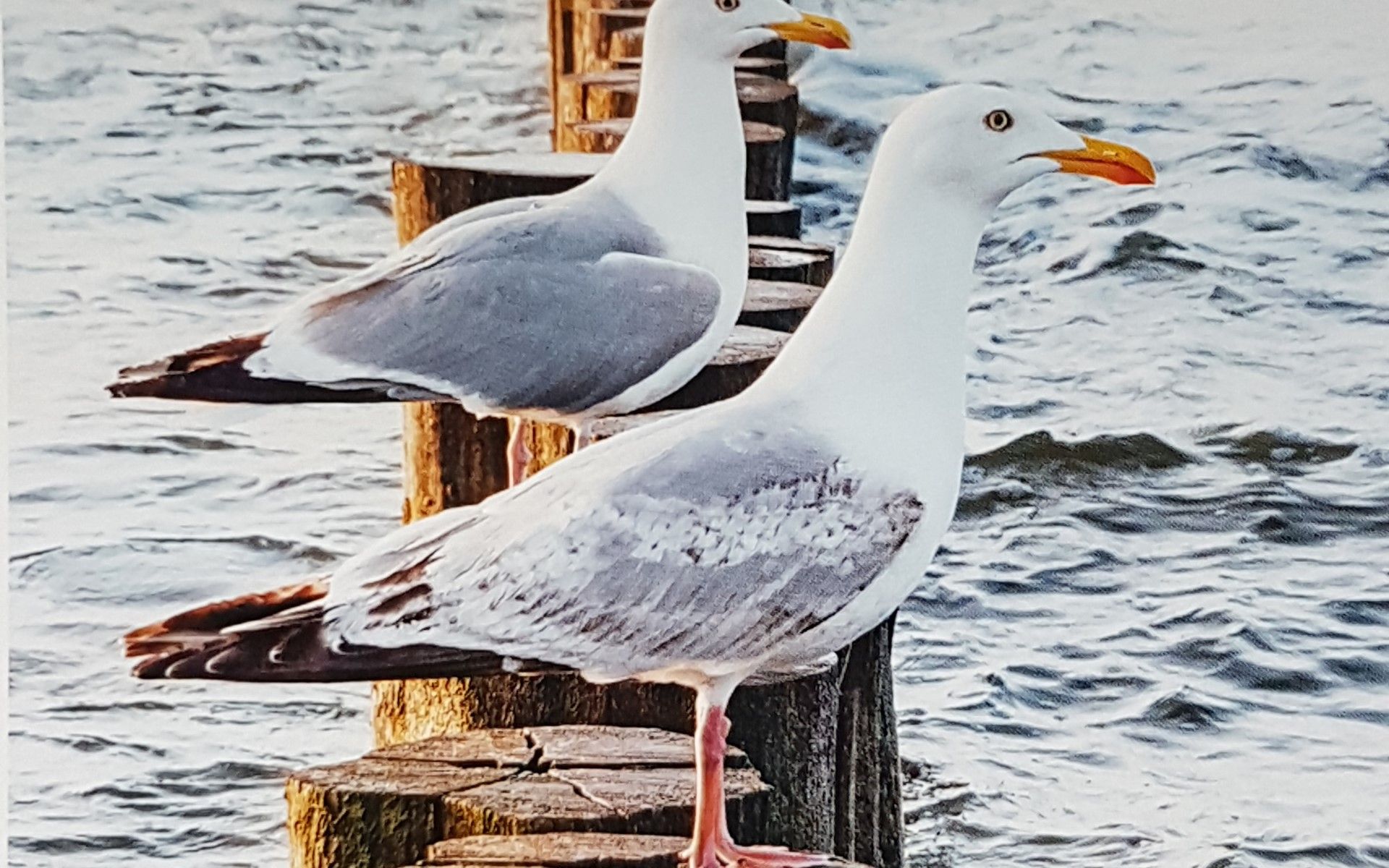 Verblijf 600731 - Vakantiewoning Schouwen-Duiveland - Familiehuis Horizon 84, "Simône"