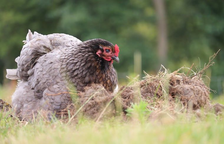 Verblijf 600762 - Vakantiewoning Schouwen-Duiveland - Huisje in Renesse