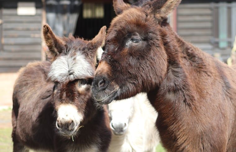 Verblijf 600762 - Vakantiewoning Schouwen-Duiveland - Huisje in Renesse