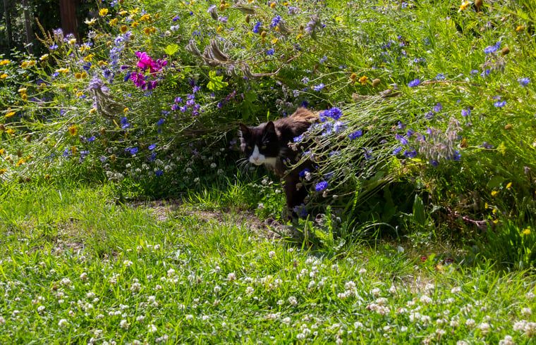 Verblijf 600762 - Vakantiewoning Schouwen-Duiveland - Huisje in Renesse