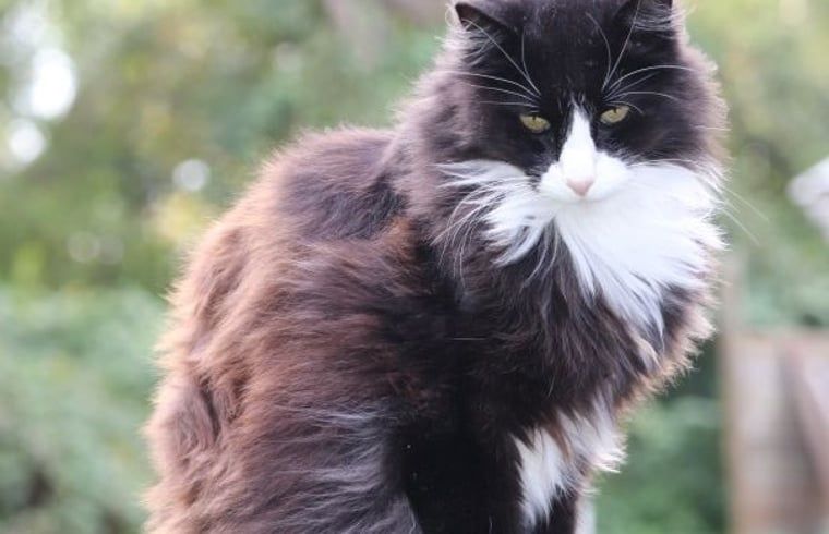 Cozy cat at Huisje in Renesse, vacation home in Renesse, Schouwen-Duiveland, surrounded by nature.
