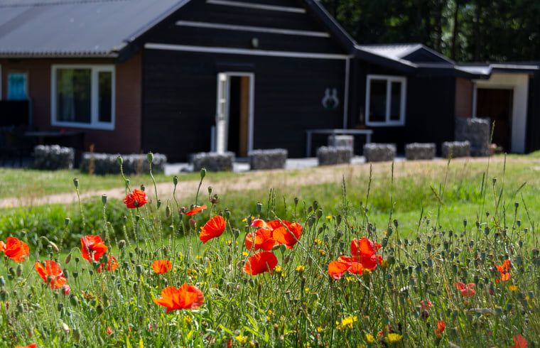 Flowering poppies in front of Huisje in Renesse, a vacation home in Renesse, Schouwen-Duiveland.